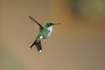 White-booted racket-tail, Female (Ocreatus underwoodii) Ecuador, 4k resolution, 