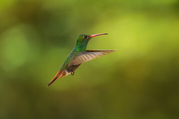 Rufous-tailed hummingbird (Amazilia tzacatl) flying to pick up nectar from a beautiful flower . Action wildlife scene from nature.
