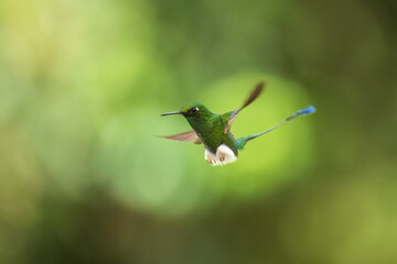 White-booted Racket-tail - Ocreatus underwoodii, green bird of hummingbird in the brilliants, long tail with two flags. 4K resolution, best of Ecuador
