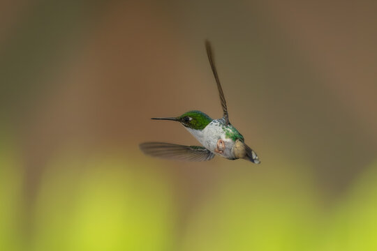 White-booted racket-tail, Female (Ocreatus underwoodii) Ecuador, 4k resolution, 