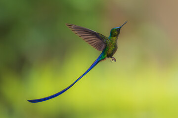 Violet-tailed Sylph - Aglaiocercus coelestis, beautiful long tailed hummingbird of South America, Mindo, Ecuador, 4K resolution
