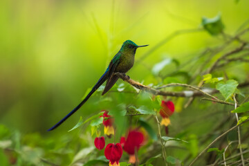 Violet-tailed Sylph - Aglaiocercus coelestis, beautiful long tailed hummingbird of South America, Mindo, Ecuador, 4K resolution