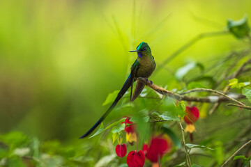 Violet-tailed Sylph - Aglaiocercus coelestis, beautiful long tailed hummingbird of South America, Mindo, Ecuador, 4K resolution