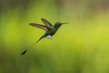 White-booted Racket-tail - Ocreatus underwoodii, green bird of hummingbird in the brilliants, long tail with two flags. 4K resolution, best of Ecuador