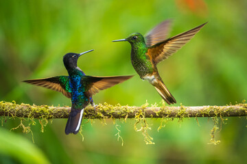 Velvet-purple Coronet (Boissonneaua jardini), fighting, in flight, 4K resolution, best Ecuador humminbirds
