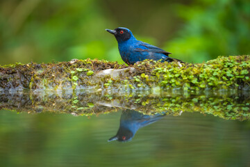 Masked Flowerpiercer (Diglossa cyanea) mirroring in the water.  Widespread in the Andes from Venezuela to Bolivia, usually above 2,000 m. Feeds on fruit, nectar, and insects.