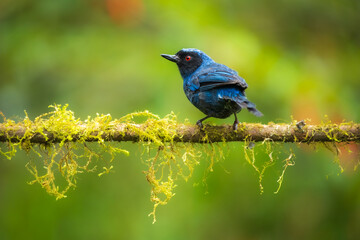 Masked Flowerpiercer (Diglossa cyanea) mirroring in the water.  Widespread in the Andes from Venezuela to Bolivia, usually above 2,000 m. Feeds on fruit, nectar, and insects.