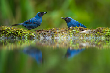 Masked Flowerpiercer (Diglossa cyanea) mirroring in the water.  Widespread in the Andes from Venezuela to Bolivia, usually above 2,000 m. Feeds on fruit, nectar, and insects.