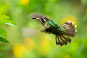 Speckled Hummingbird, Adelomyia melanogenys, n flight, 4K resolution, best Ecuador humminbirds
