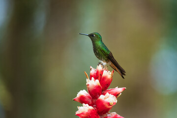 Buff-tailed coronet (Boissonneaua flavescens), in flight, 4K resolution, best Ecuador humminbirds
