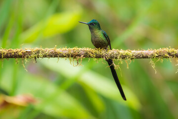 Fototapeta premium Violet-tailed Sylph - Aglaiocercus coelestis, beautiful long tailed hummingbird of South America, Mindo, Ecuador, 4K resolution