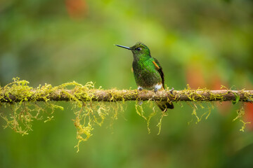 Buff-tailed coronet (Boissonneaua flavescens), in flight, 4K resolution, best Ecuador humminbirds
