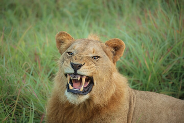 Angry lion in the savanna. Close-up from South Africa. An excellent illustration. A lion searching for prey in the grasslands of the Kruger national park.