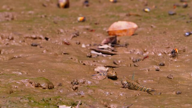 Two mudskippers fighting in a mangrove habitat