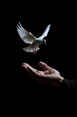 Two hands hold up an ethereal white dove against a black background. A symbol of peace or hope. Peace and spiritual harmony.