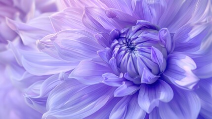 Obraz premium Close up Image of Lavender Colored Fringed Dahlia Flower Floral Theme