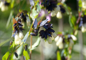 Blooming Palestinian Honeywort (lat.- Cerinthe palaestina)