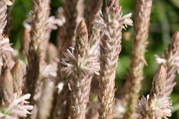 Flowering perennial geophyte Trachyandra falcata (lat. - Trachyandra falcata)