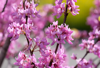 Blooming Judas tree (lat.- Cercis siliquastrum)