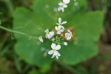 Arabidopsis thaliana or thale cress flowers top view 