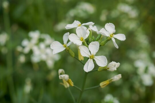 Arabidopsis Thaliana" Images  Browse 355 Stock Photos, Vectors, and Video  | Adobe Stock