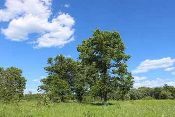 Oak grove in a field at Somme Prairie Nature Preserve in Northbrook, Illinois