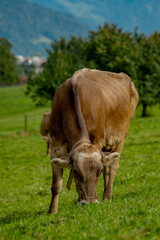 Jersey Cow grazes in alpine meadows. Cows at sunset. Cow on a green grass meadow. Cows gazing on green field. Countryside farm with cows at meadow. Cow in grassy field at farm. Grazing cows in meadow.
