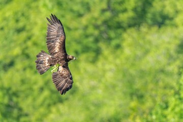 グリーンバックに巣の補修材を咥えて悠然と飛ぶイヌワシ