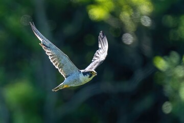 グリーンバックに悠然と飛ぶハヤブサ 成鳥
