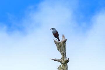 ゲットした餌を枯れ木にとまって食べるイソヒヨドリ オス