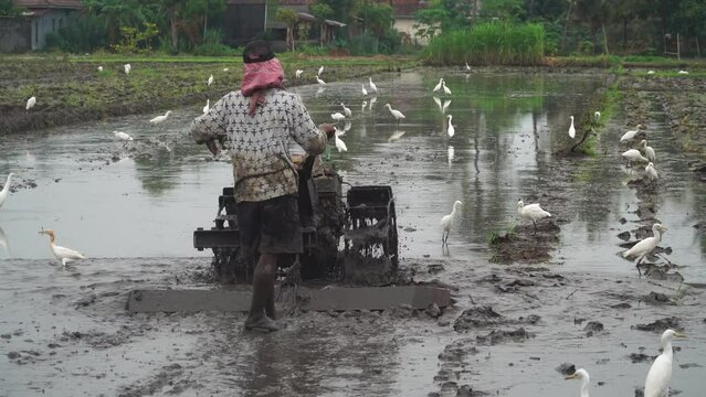 Farmer is plowing a field with a tractor. The blekok bird or Javan pond heron in the surrounding area is looking for food. Focus selected
