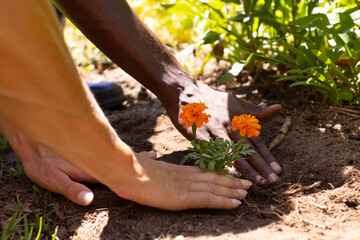 A diverse couple planting flowers together in garden with lush greenery