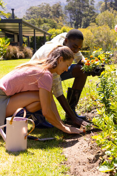 A diverse couple is gardening together, planting flowers in sunny backyard