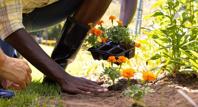 Diverse couple gardening together, planting vibrant orange flowers in soil - Powered by Adobe
