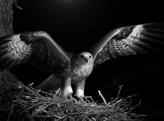 Black and white photography of bird of prey in nature