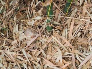 Dry bamboo leaf texture for a simple, minimalist natural background.    