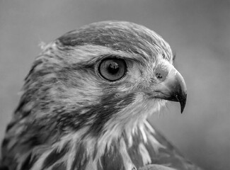 Fototapeta premium Bird of prey in the wild