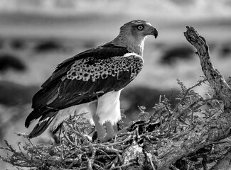 Bird of prey in the wild