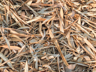 Dry bamboo leaf texture for a simple, minimalist natural background.    