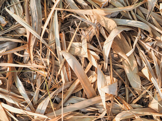 Dry bamboo leaf texture for a simple, minimalist natural background.    