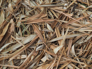 Dry bamboo leaf texture for a simple, minimalist natural background.    