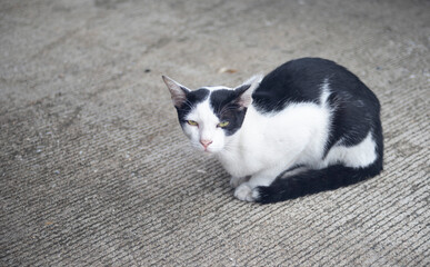 black and white cat on the floor
