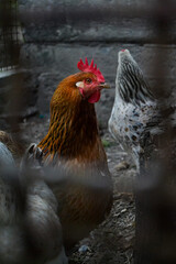 Poultry, chickens behind the fence.