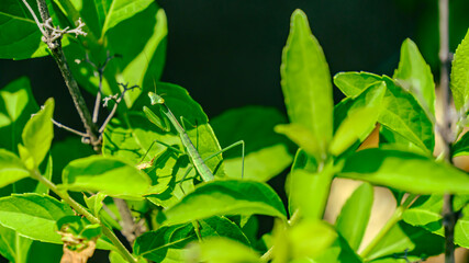 こちらを見るカマキリ