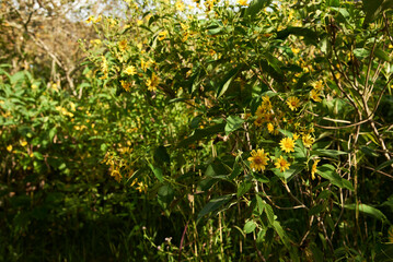 Wild sunflower, Steiractinia aspera, shrub plant native to Colombia, full of yellow flowers.