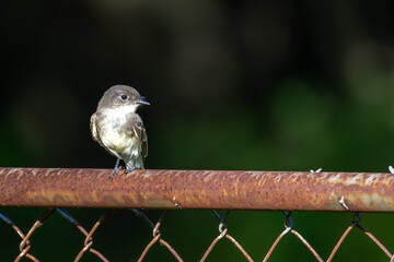 bird on a fence
