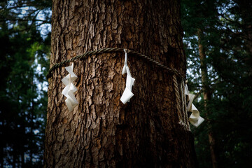 Shimenawa arround a tree trunk in the forest  traditional Shinto rope with paper streamers arround a tree trunk   © Francois DAVID