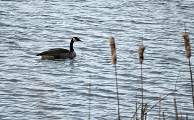 Canada Goose on Pond