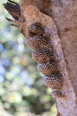 Bee box at the beginning. Abandoned bee building at first.