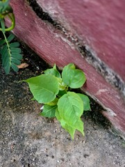 plant, nature, leaf, garden, growth, spring, tree, 